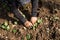 Hands of a woman planting vegetable in garden, Movement of hand planting