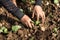 Hands of a woman planting vegetable in garden, Movement of hand planting