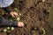 Hands of a woman planting vegetable in garden, Movement of hand planting