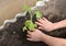 Hands of the woman put tomato seedling in hothouse soil