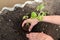 Hands of the woman put tomato seedling in hothouse soil