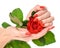 Hands of a woman with red manicure with scarlet rose on white background