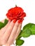 Hands of a woman with red manicure with scarlet rose on white background