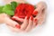 Hands of a woman with red manicure with scarlet rose on white background