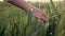 Hands of a woman running through a field of wheat at sunset