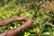 Hands of a woman tea picker picking tea on the plantation in the Sri Lanka Central Highlands.