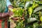 Hands of a woman tea picker picking tea on the plantation in the Sri Lanka Central Highlands.