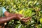 Hands of a woman tea picker picking tea on the plantation in the Sri Lanka Central Highlands.