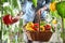 Hands woman in vegetable garden with wicker basket picking colored sweet peppers from lush green plants, growth and harvest