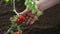 Hands work the soil of cherry tomatoes cure the vegetables garden