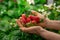 Hands of worker of contemporary vertical farm or greenhouse with heap of red ripe strawberries