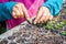 Hands of worker planting the seeds of fast growing species at the nursery of forestry company