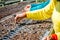 Hands of worker planting the seeds of fast growing species at the nursery of forestry company