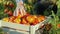 Hands worker put a tomato in a box. Harvesting in the field, organic products