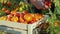 Hands worker put a tomato in a box. Harvesting in the field, organic products