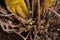 Hands in yellow gloves collecting dry leaves around sprouts of hydrangea growing on wet ground in garden in daytime