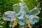 Hands in yellow gloves holding big empty plastic bottles. Grass on a background