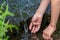 Hands of a young boy playing with clear water at a little creek using his hands and the clear water spring cooling