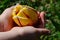 Hands of young child holding half blossoming flower of tulip hybrid La courtine, yellow colour with red stripes