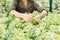 Hands of young female worker of large greenhouse standing by one of flowerbeds