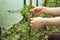 The hands of a young man are tied with a hemp twine a seedling of a tomato to a wooden stick. This is made to support the plant