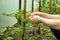 The hands of a young man are tied with a hemp twine a seedling of a tomato to a wooden stick. This is made to support the plant