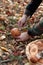 Hands of young unrecognizable man cutting fresh boletus in the forest