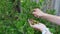 Hands of an young woman collect and placed in her palm green ripe gooseberries in the garden. Girl collecting berry and