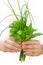 Hands of young woman holding fresh herbs, basil, chive, sage