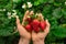 Hands of young worker of vertical farm or greenhouse holding heap of red ripe strawberries