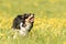 Handsame Border Collie dog on a green meadow with dandelions in the season spring