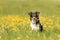 Handsame Border Collie dog on a green meadow with dandelions in the season spring