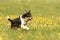 Handsame Border Collie dog on a green meadow with dandelions in the season spring