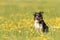 Handsame Border Collie dog on a green meadow with dandelions in the season spring