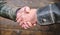 Handshake friendly gesture. Handshake gesture concept. Partnership and business deal. Successful deal handshake