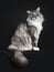 Handsome adult senior Maine Coon cat sitting side ways isolated on black background with tail hanging down over edge and straight