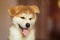 Handsome akita inu puppy. Little fluffy gingerbread