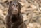 Handsome and Alert Chocolate Labrador