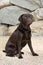 Handsome and Alert Chocolate Labrador