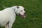 Handsome American Bulldog on leash