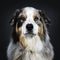 Handsome Australian Shepherd dog, Isolated on black background.