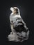 Handsome Australian Shepherd dog, Isolated on black background.