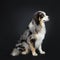 Handsome Australian Shepherd dog, Isolated on black background.