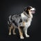 Handsome Australian Shepherd dog, Isolated on black background.