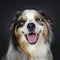 Handsome Australian Shepherd dog, Isolated on black background.