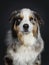 Handsome Australian Shepherd dog, Isolated on black background.