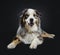 Handsome Australian Shepherd dog, Isolated on black background.