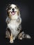 Handsome Australian Shepherd dog, Isolated on black background.