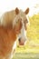 Handsome Belgian draft horse looking at the viewer, side lit by early morning sun