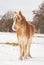 Handsome Belgian draft horse in snowy pasture